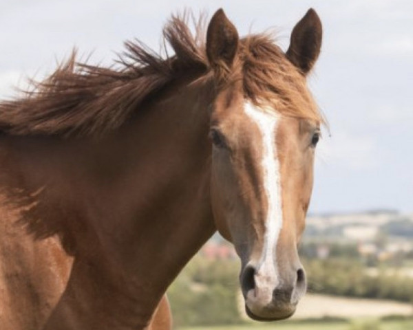 broodmare Falmi Z (Zangersheide riding horse, 2020, from Forrest Gump)