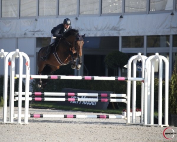 stallion Estoril du Cedre (anglo european sporthorse, 2014, from Jarnac)