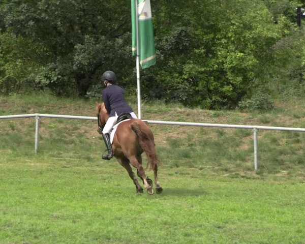 Reitturnier Dannenberg 2023