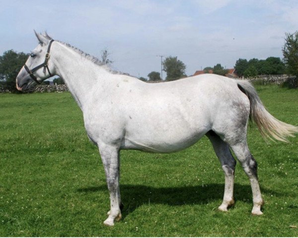 broodmare CSF Telly Cruz (Irish Sport Horse, 2005, from Cruising) broodmare CSF Telly Cruz (Irish Sport Horse, 2005, from Cruising)