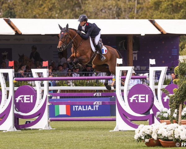 broodmare Gl Events Dorai D'Aiguilly (Selle Français, 2013, from Kannan)