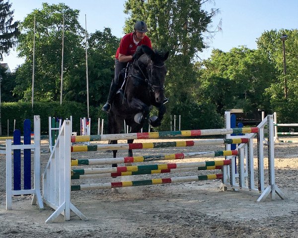 jumper Caballito 10 (Hanoverian, 2004, from Conteur)