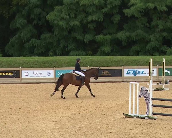 Reitturnier Tiefenhof 2023