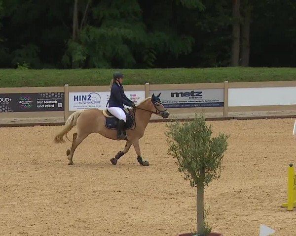 Reitturnier Tiefenhof 2023