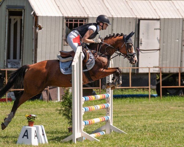 Springpferd Bella 1297 (Deutsches Reitpony, 2010, von Classic Dancer III)