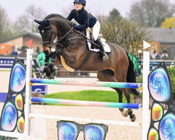 Springpferd Helena R (KWPN (Niederländisches Warmblut), 2012, von Namelus R)