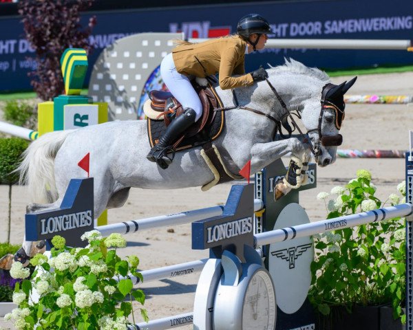 jumper Gideon Dls (KWPN (Royal Dutch Sporthorse), 2011, from Corland)