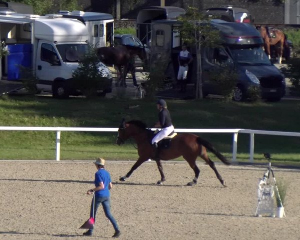 Reitturnier Bülach 2023