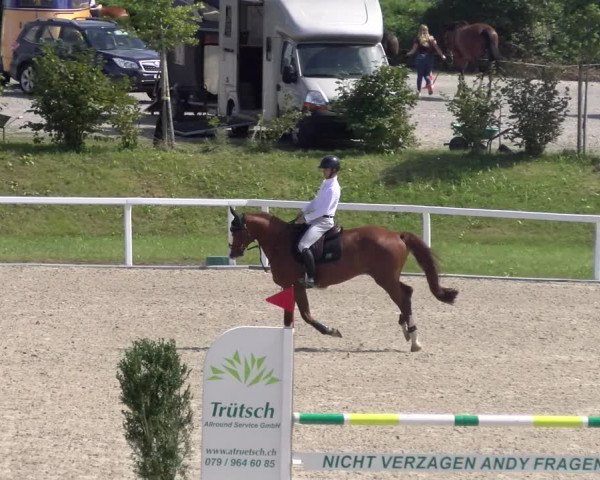 Reitturnier Bülach 2023