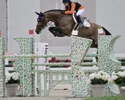 jumper Cini W Z (Zangersheide riding horse, 2015, from Comme il Faut)