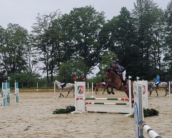 jumper Daytona Gold R (Oldenburg show jumper, 2019, from Don Diarado)