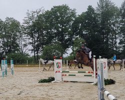jumper Daytona Gold R (Oldenburg show jumper, 2019, from Don Diarado)