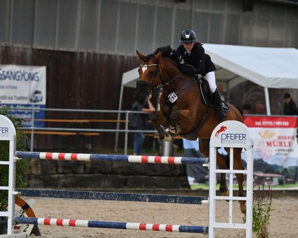 jumper Cottondale (Holsteiner, 2012, from Catoo)