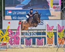 jumper Quantas 15 (Holsteiner, 2007, from Quintero)