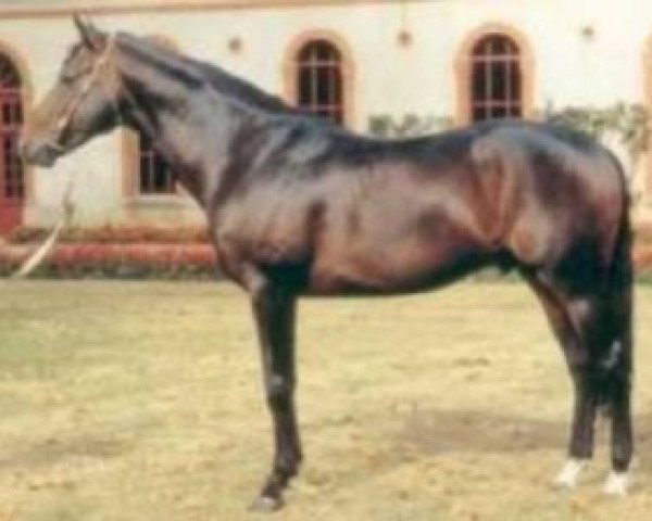 stallion Sir du Manoir (Selle Français, 1984, from Pot d'Or xx)