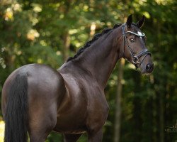dressage horse King Louis 24 (Holsteiner, 2019, from Kingston Jz)