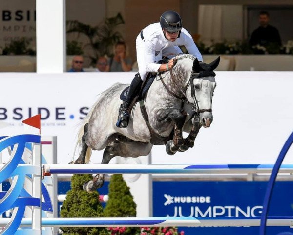 jumper Bel Star (Selle Français, 2011, from Untouchable M)