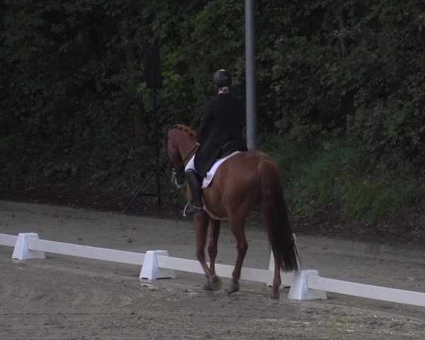 Reitturnier Köln-Flittard (Scheuerhof) 2023