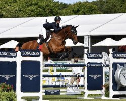Springpferd Blixten (Amerikanisches Warmblut, 2008)