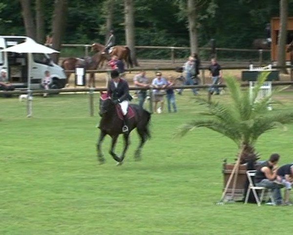 horse Urane des Salines (Selle Français, 2008, from Diamant de Semilly)