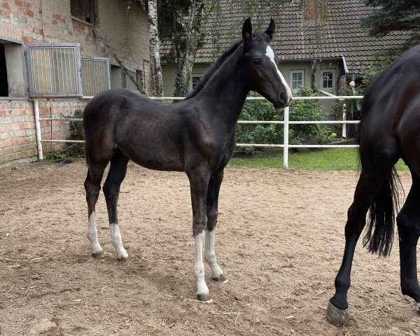 horse Diablo de Mare (Oldenburg show jumper, 2023, from Diaron OLD)