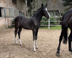 horse Diablo de Mare (Oldenburg show jumper, 2023, from Diaron OLD)