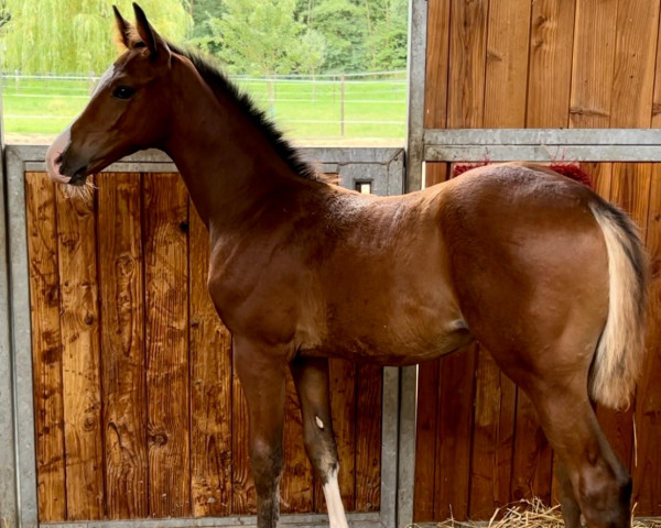 horse Charlie (Oldenburg, 2023, from Charthago Blue OLD)