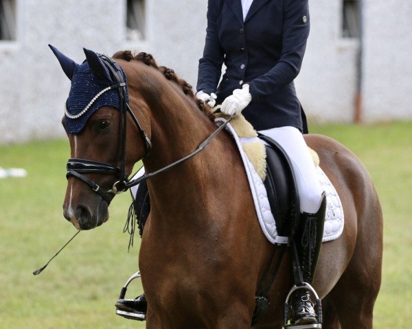 dressage horse Neele MW (German Riding Pony, 2019, from Deep Red M)
