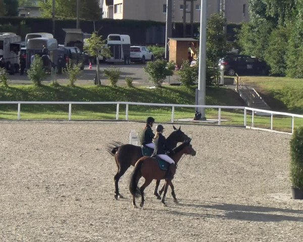 Reitturnier Bülach 2023
