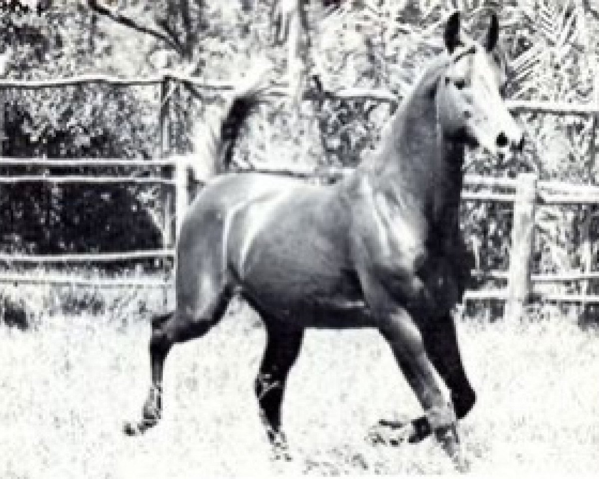 Deckhengst Agres 1957 ox (Vollblutaraber, 1957, von Sumeyr ox)