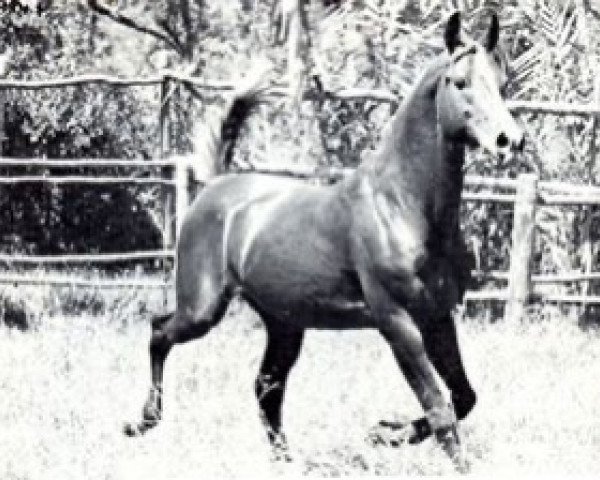 Deckhengst Agres 1957 ox (Vollblutaraber, 1957, von Sumeyr ox) Deckhengst Agres 1957 ox (Vollblutaraber, 1957, von Sumeyr ox)