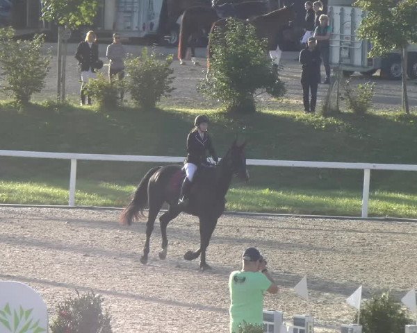 Reitturnier Bülach 2023