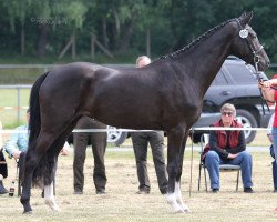 Zuchtstute Shakina (Westfale, 2013, von Sir Heinrich OLD)
