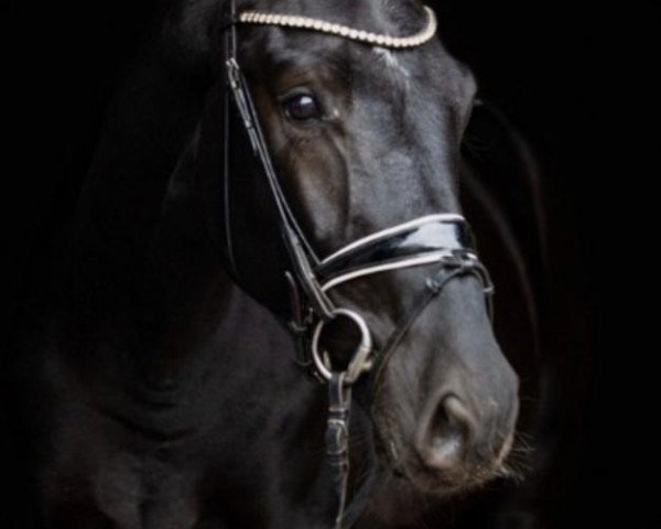 dressage horse Grand Golo (German Sport Horse, 2020, from Kastel's Grand Galaxy Win)