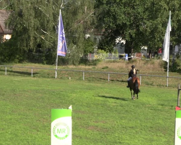 Reitturnier Dannenberg 2023