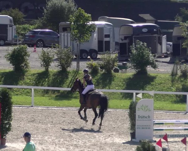Reitturnier Bülach 2023
