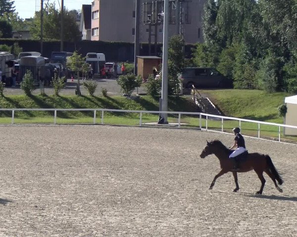Reitturnier Bülach 2023