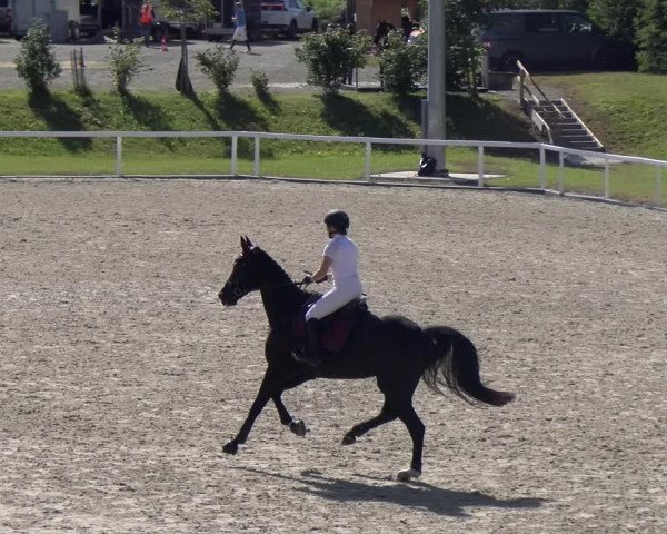 Reitturnier Bülach 2023