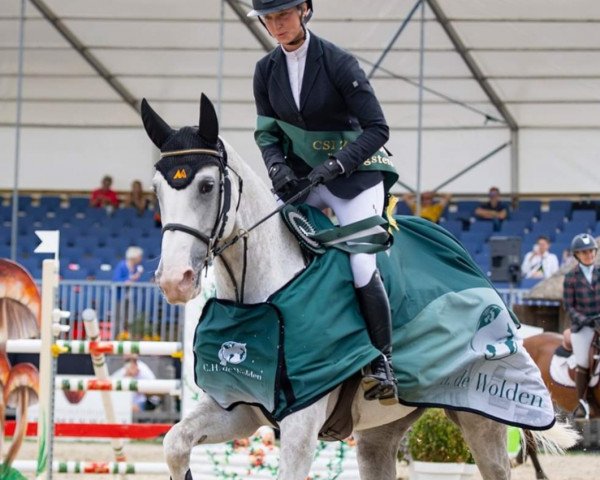 jumper Morella Vg (KWPN (Royal Dutch Sporthorse), 2017, from Zirocco Blue) jumper Morella Vg (KWPN (Royal Dutch Sporthorse), 2017, from Zirocco Blue)