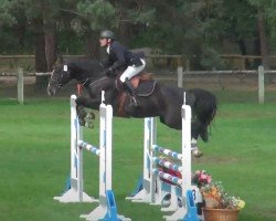 stallion Invitro du Caillou (Belgian Warmblood, 2008, from Casall Ask)