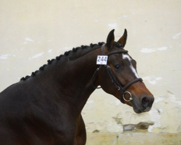 Springpferd Elboy D'Alba (Selle Français, 2014, von Quintus)