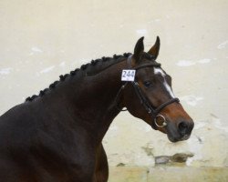 jumper Elboy D'Alba (Selle Français, 2014, from Quintus)