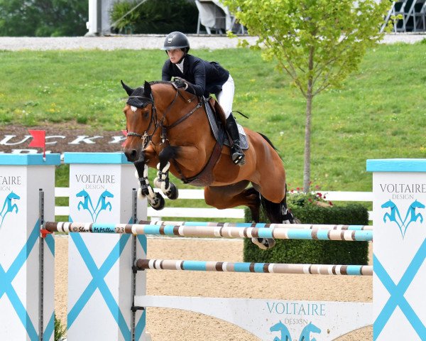 jumper Orwell Scf (Belgian Warmblood, 2014, from Diktator van de Boslandhoeve)