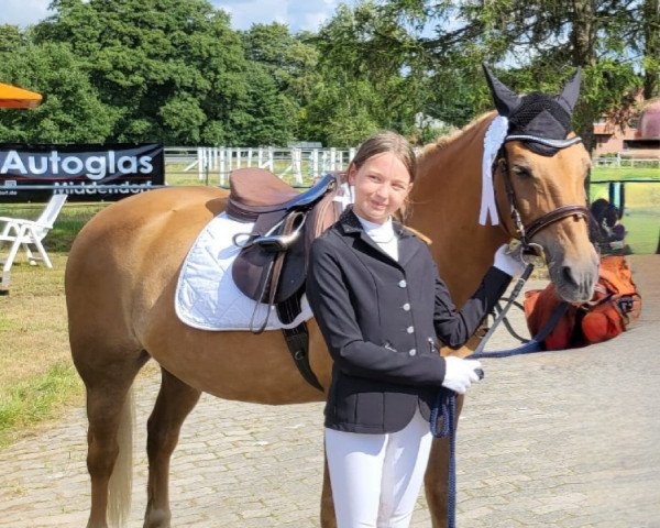 jumper Sion 21 (Haflinger, 2005) jumper Sion 21 (Haflinger, 2005)
