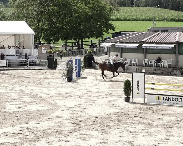 Reitturnier Humlikon 2023