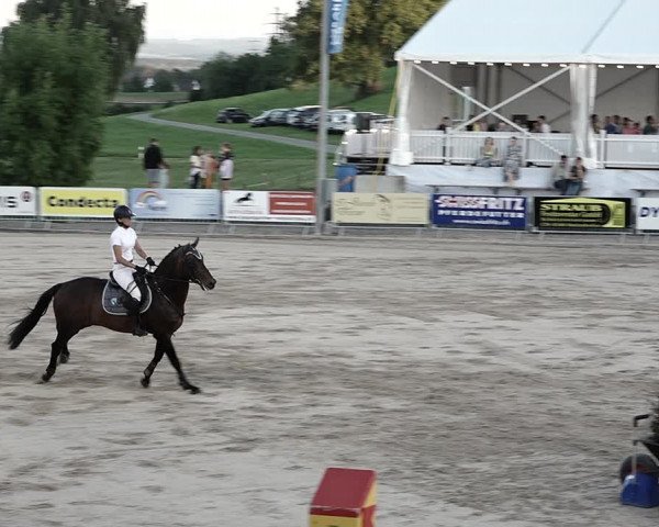 Reitturnier Humlikon 2023