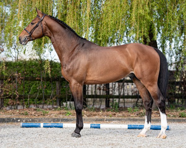 Springpferd Cobalt vd Bisschop Z (Zangersheide Reitpferd, 2015, von Cicero Z van Paemel)