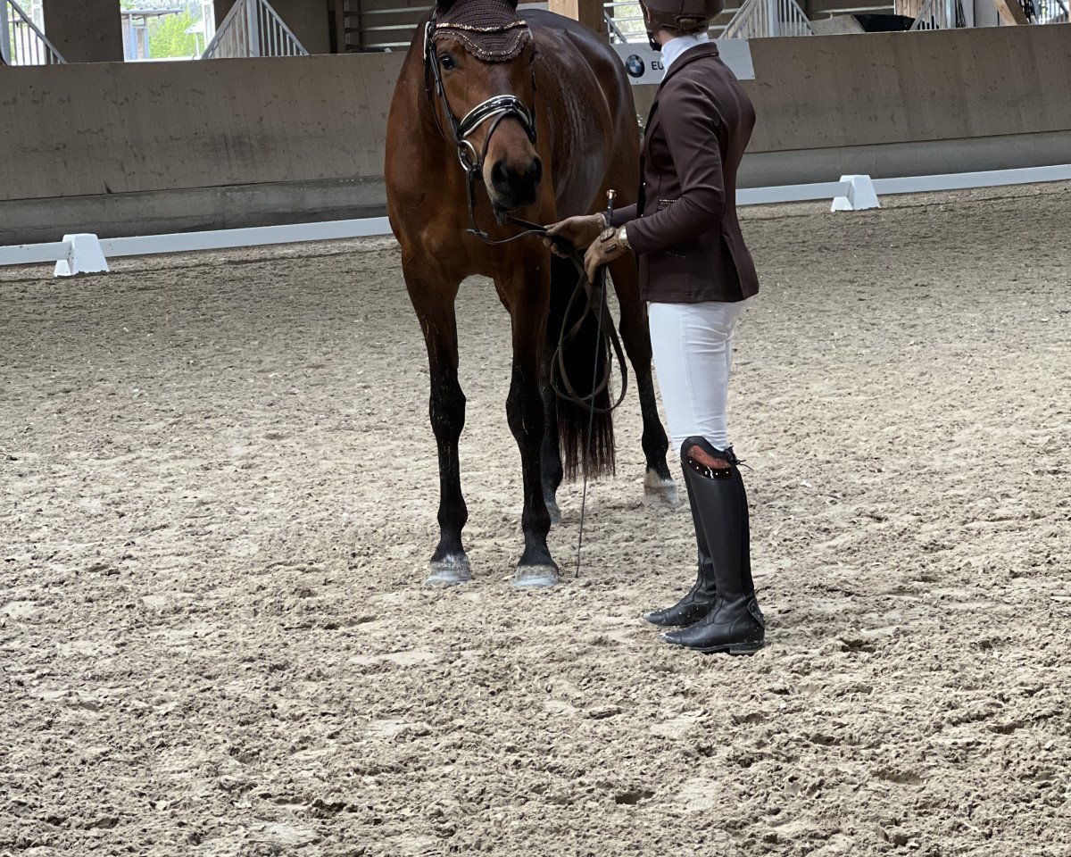 Broodmare Bell Belicia (Oldenburger, 2019, from Fred Feuerstein)
