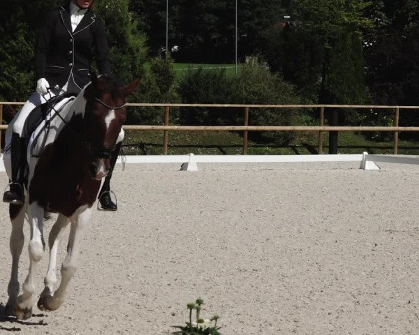 Reitturnier St. Ulrich am Pillersee 2023