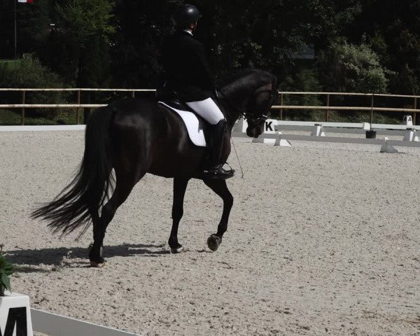 Reitturnier St. Ulrich am Pillersee 2023